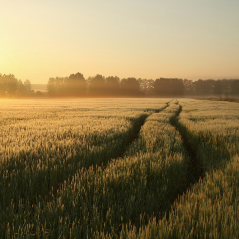 Os riscos da descaracterização da Parceria Rural