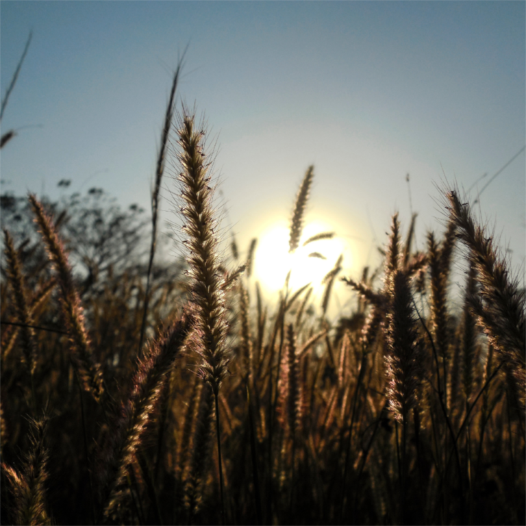 TJRS mantém decisão de nulidade de cláusula não proposta em contrato de seguro agrícola